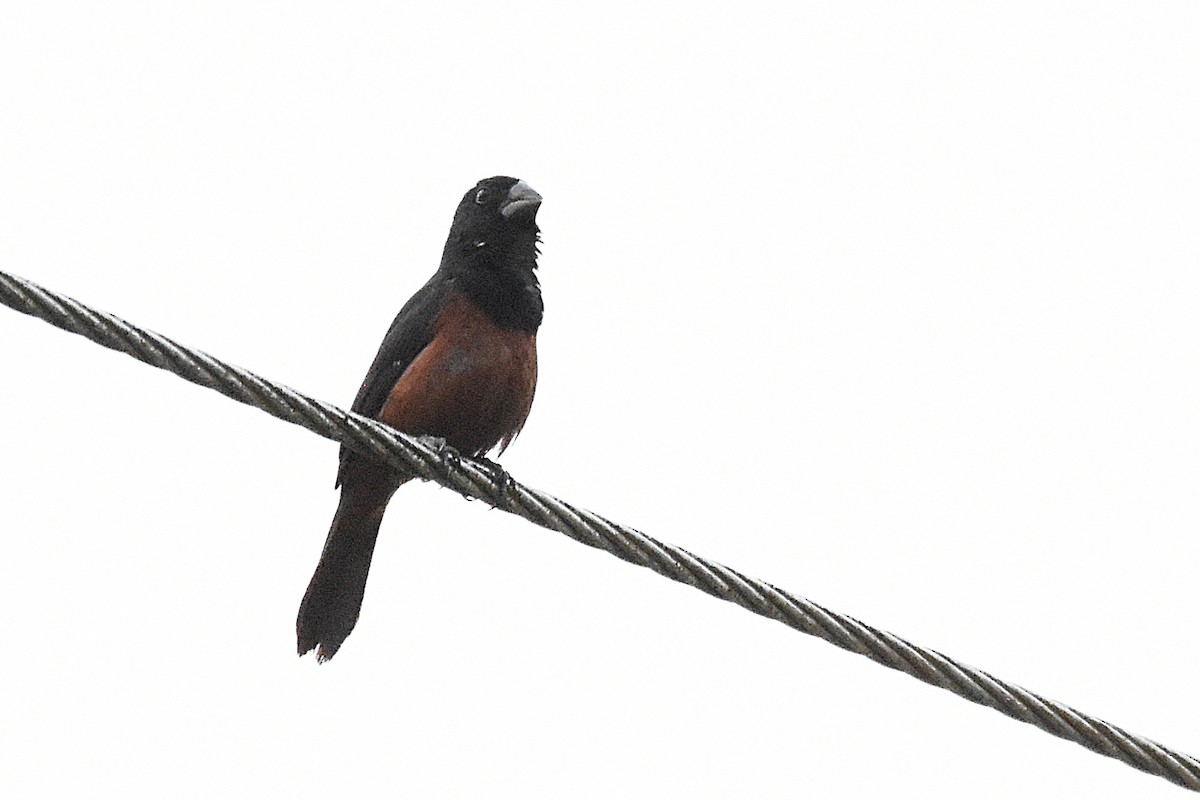 Chestnut-bellied Seed-Finch - ML638600037