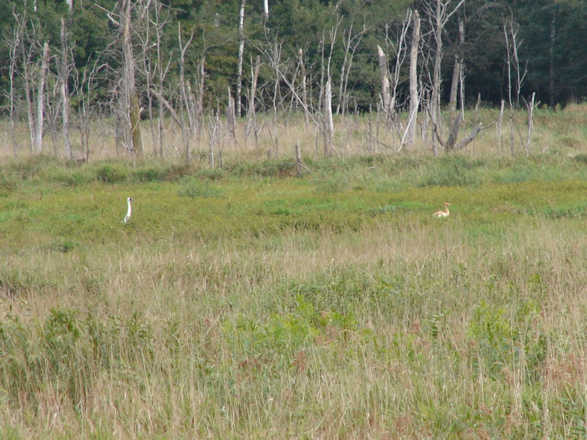 jeřáb americký - ML63860011