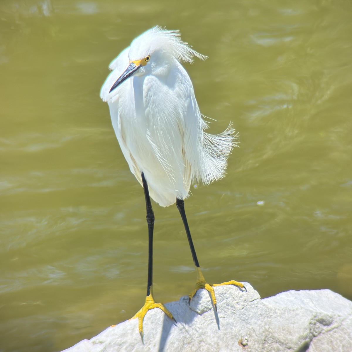 Snowy Egret - ML638600115