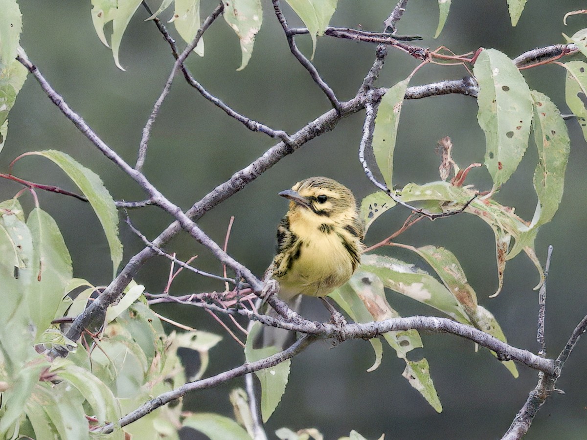 Prairie Warbler - ML638600165