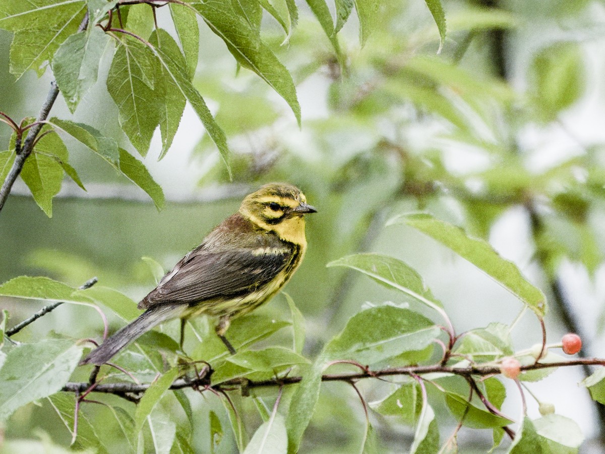 Prairie Warbler - ML638600166