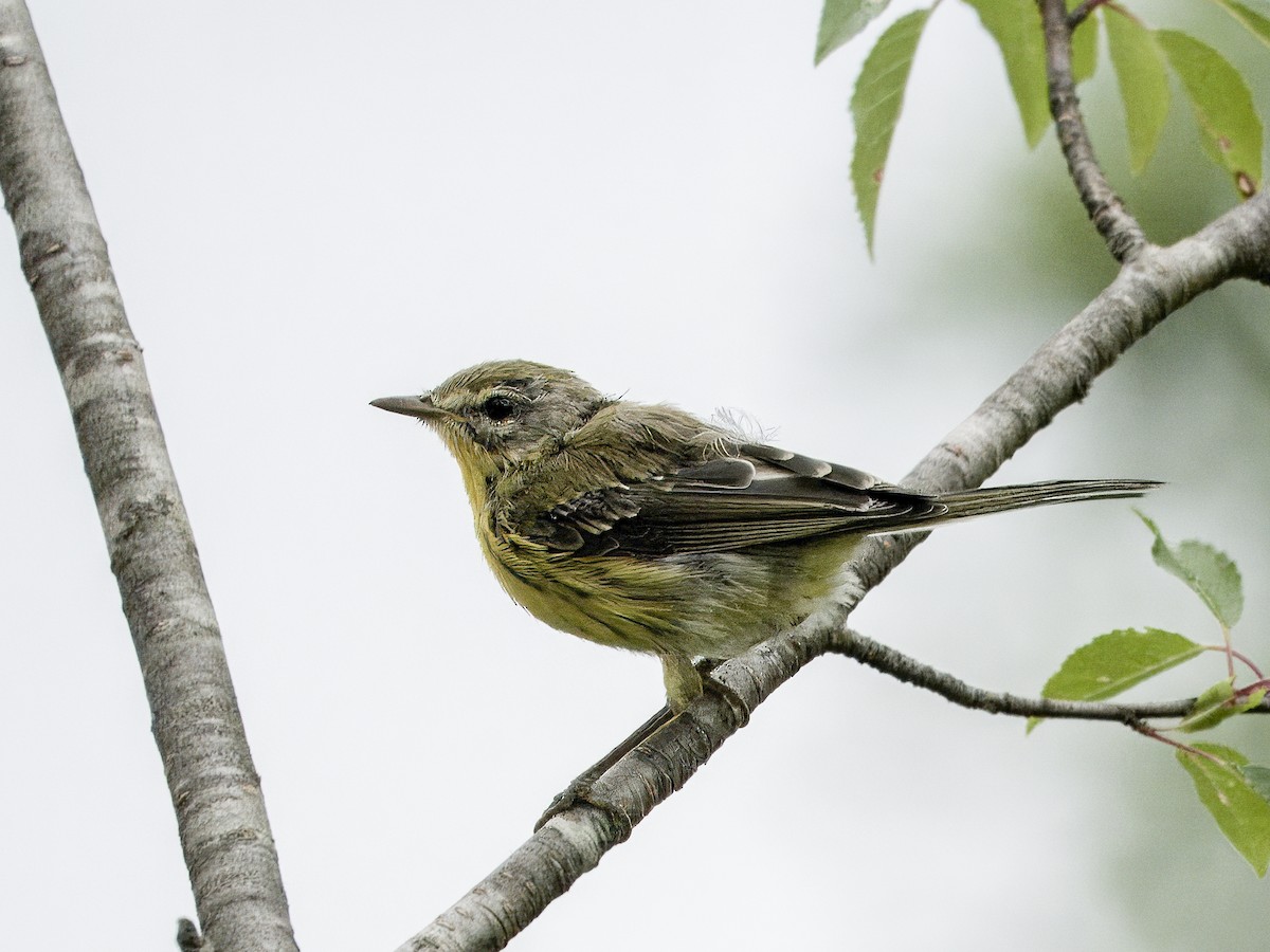 Prairie Warbler - ML638600172