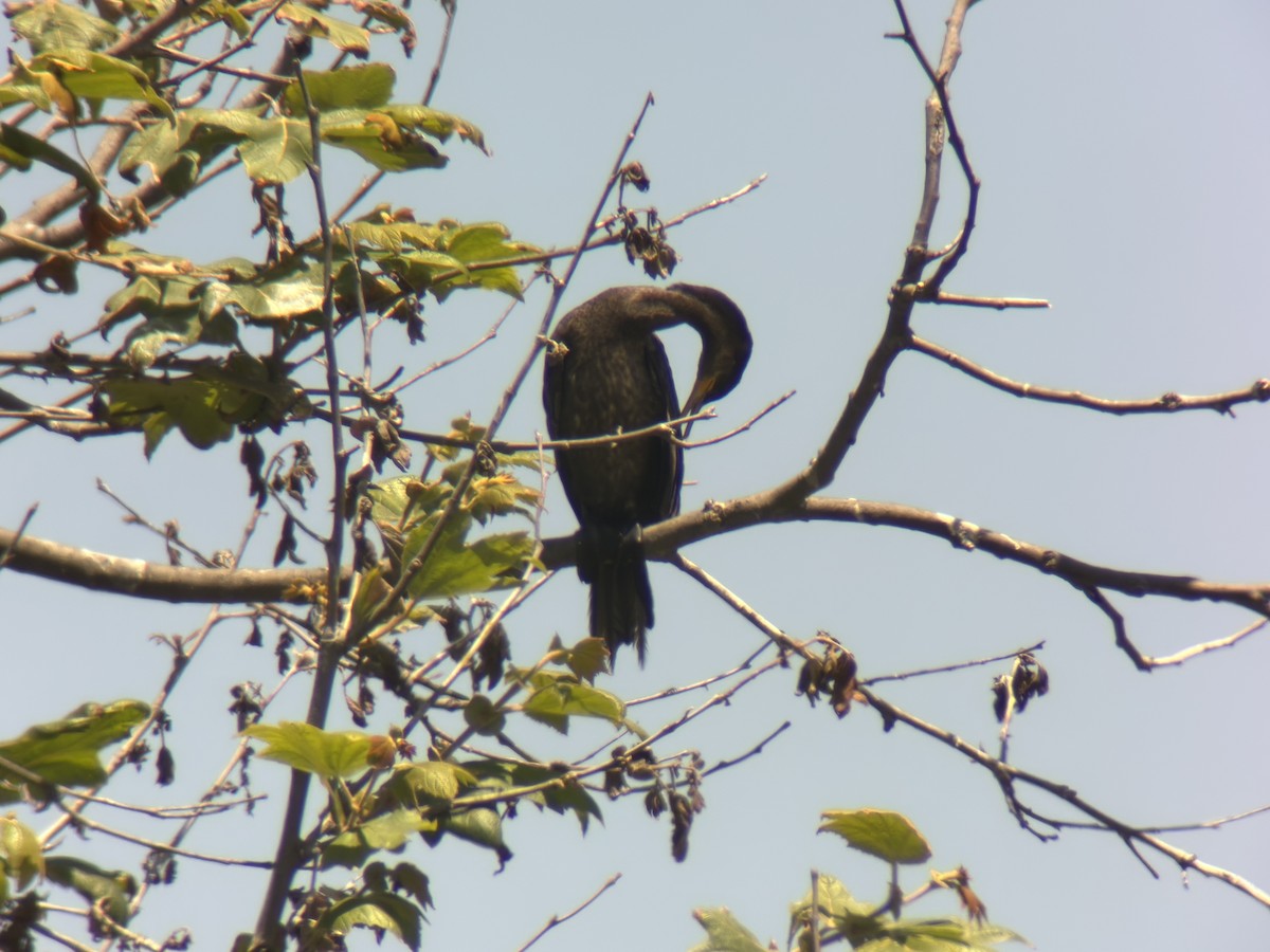 Neotropic Cormorant - ML638600177