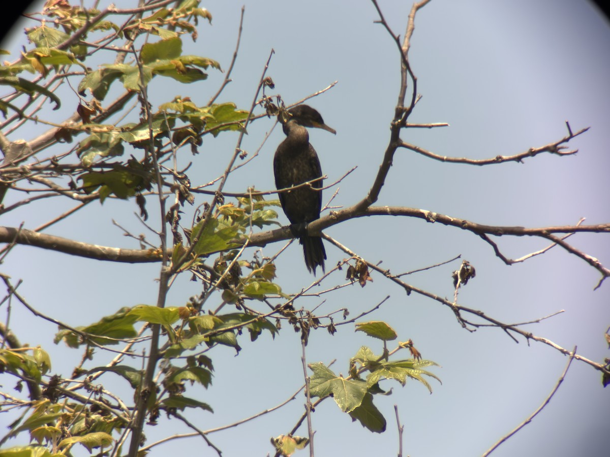 Neotropic Cormorant - ML638600178