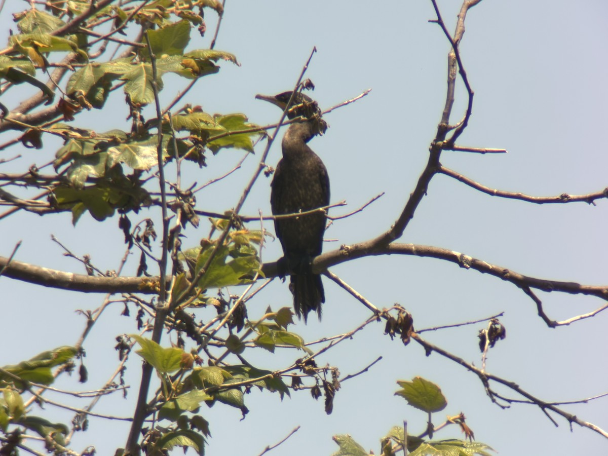 Neotropic Cormorant - ML638600179