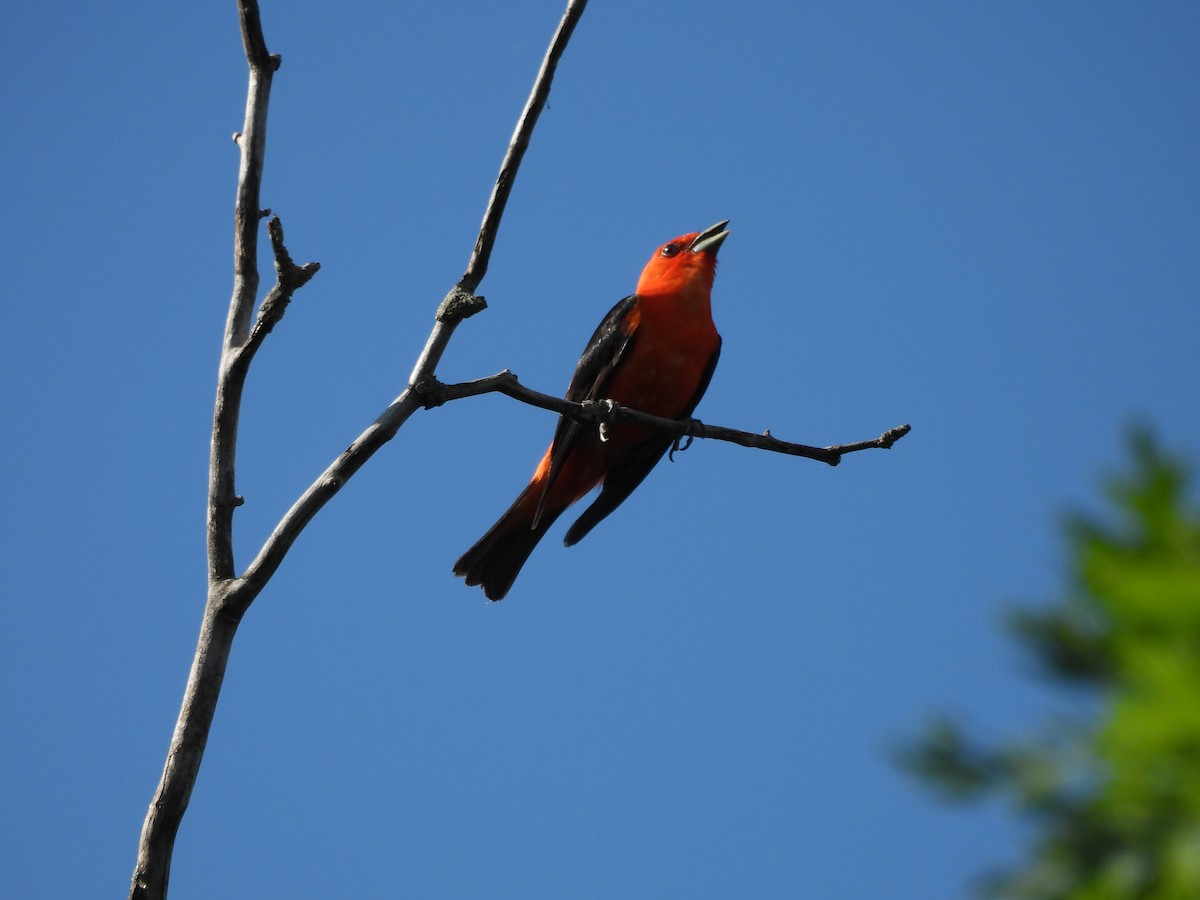 Scarlet Tanager - ML638600190