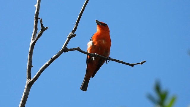 Scarlet Tanager - ML638600196