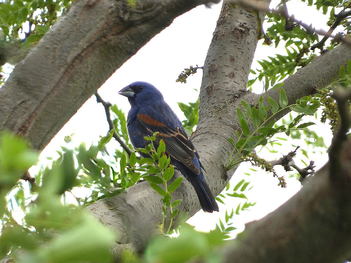 Blue Grosbeak - ML638600201