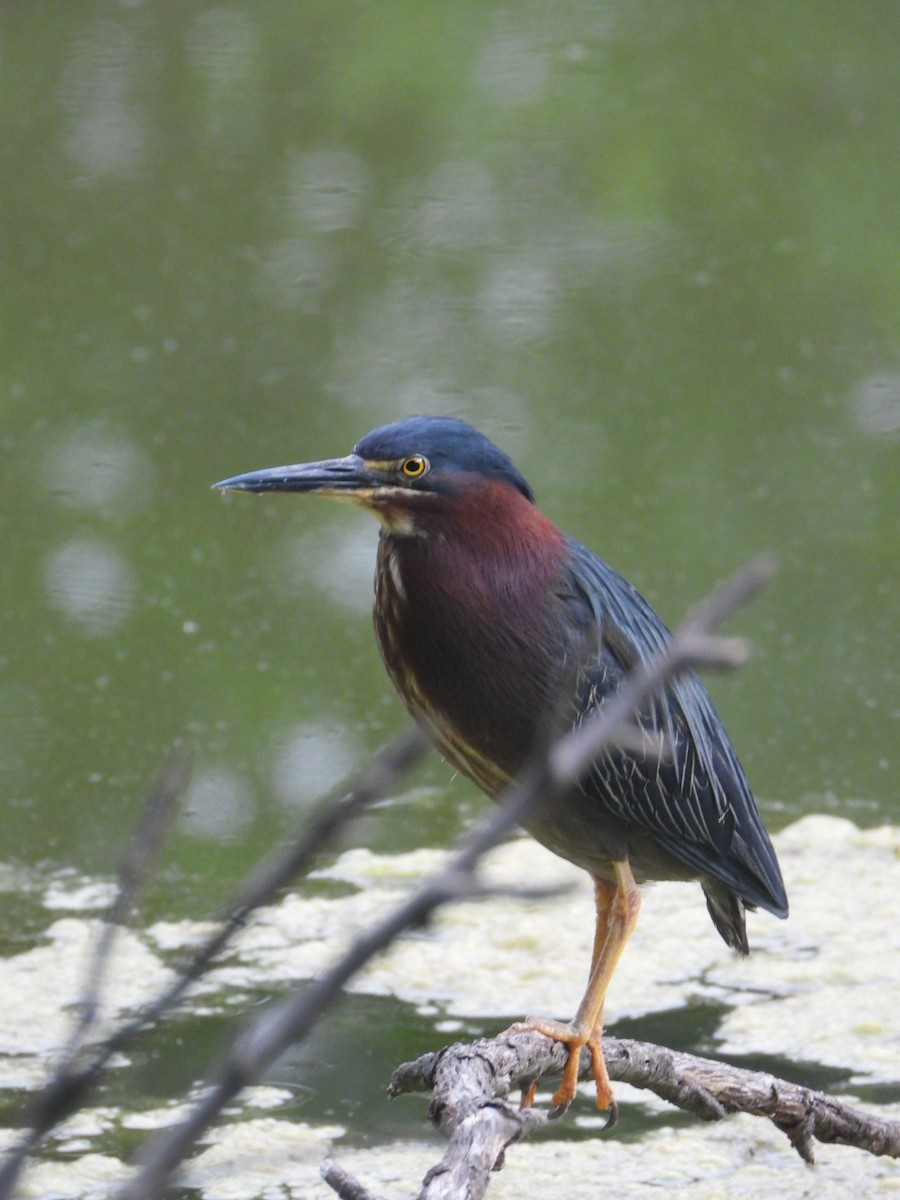 Green Heron - ML638600206