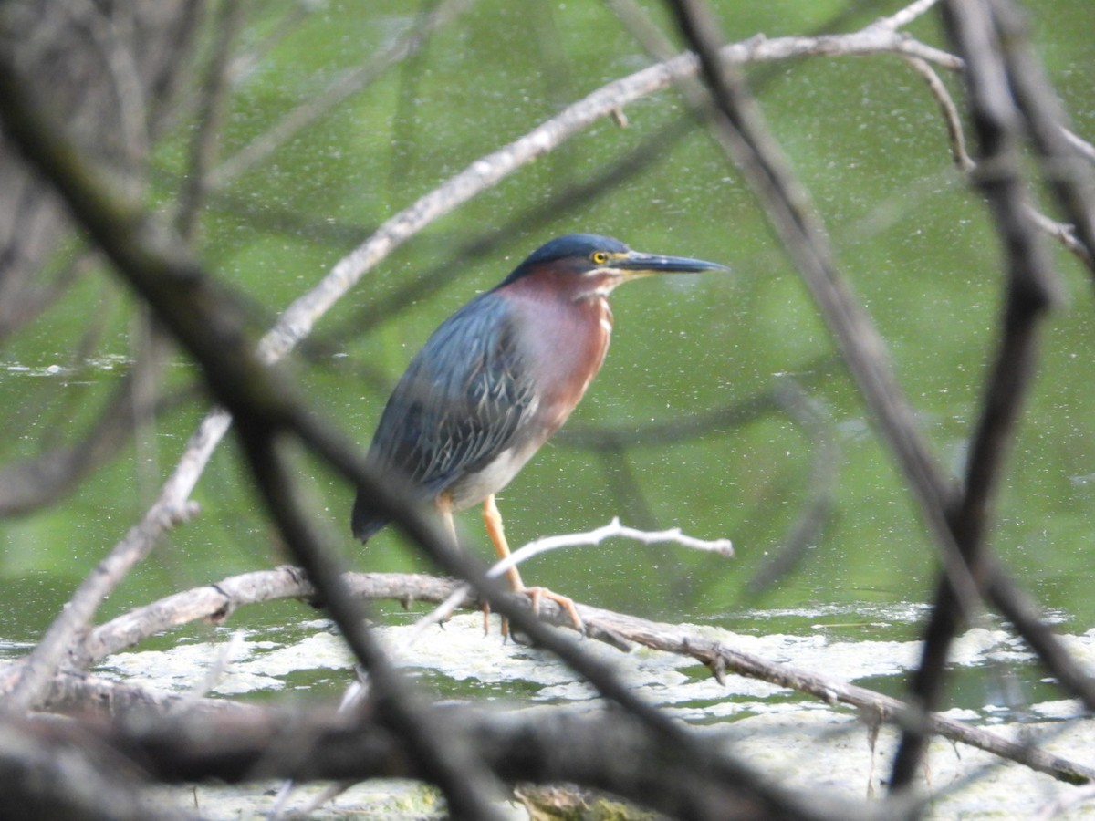 Green Heron - ML638600207
