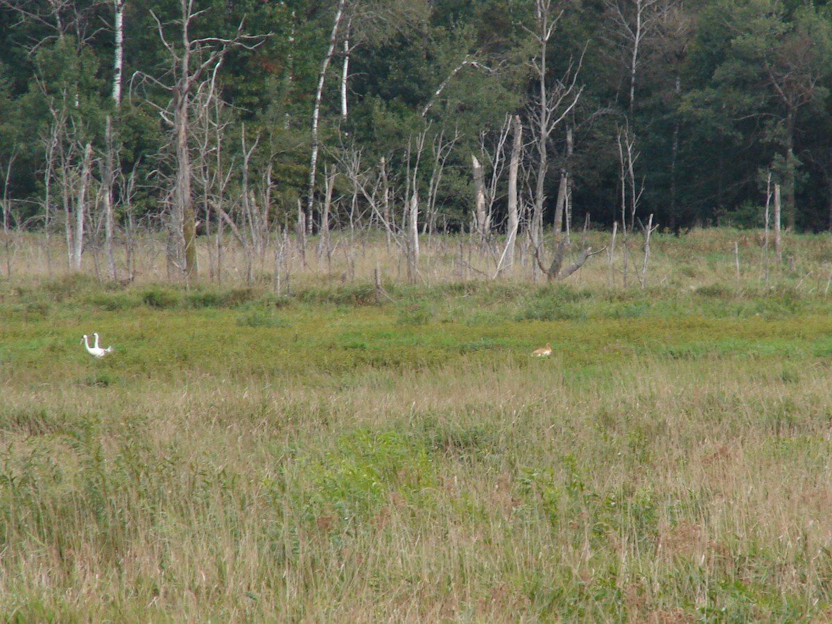 Whooping Crane - ML63860021