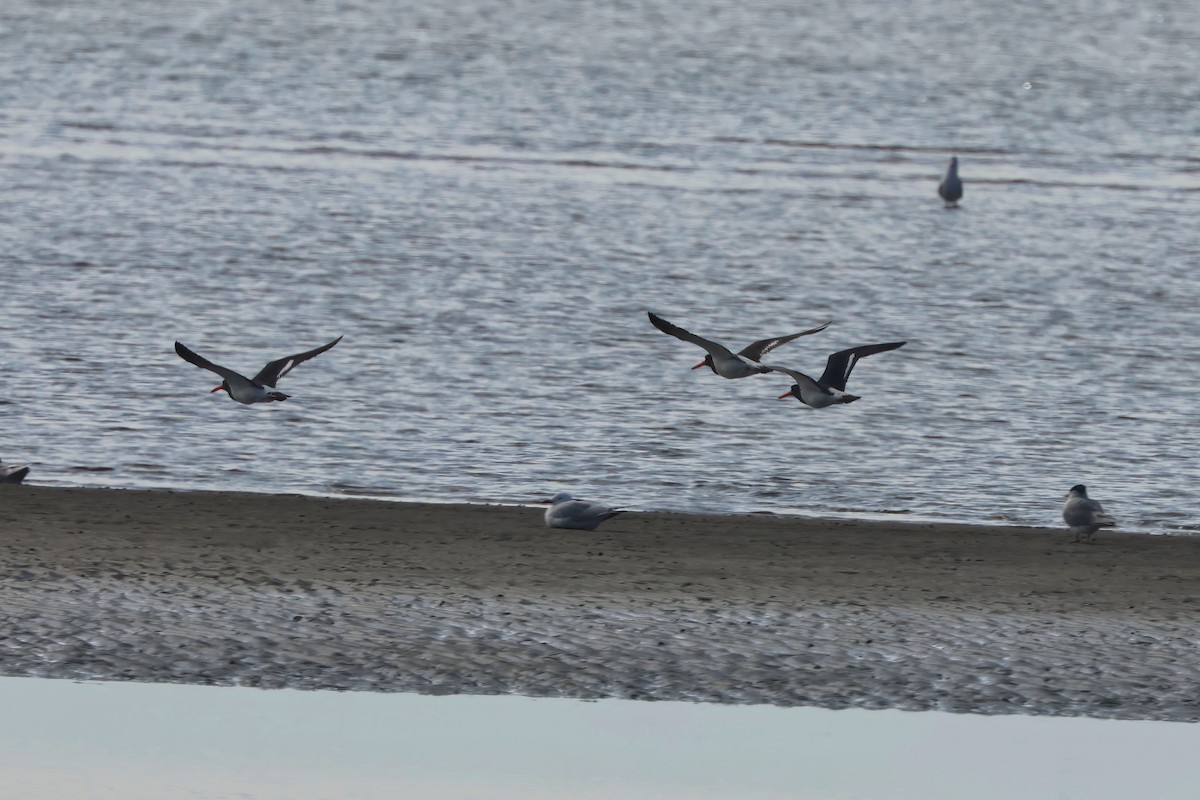 Pied Oystercatcher - ML638600228