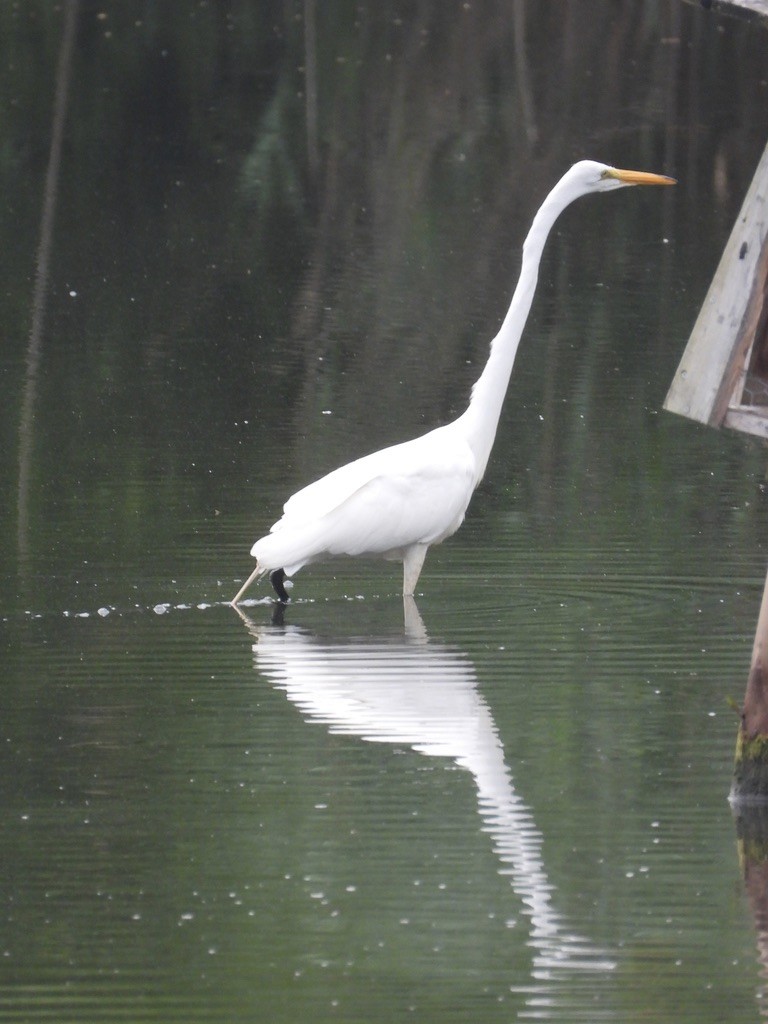 Great Egret - ML638600230