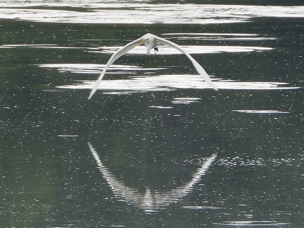 Great Egret - ML638600231