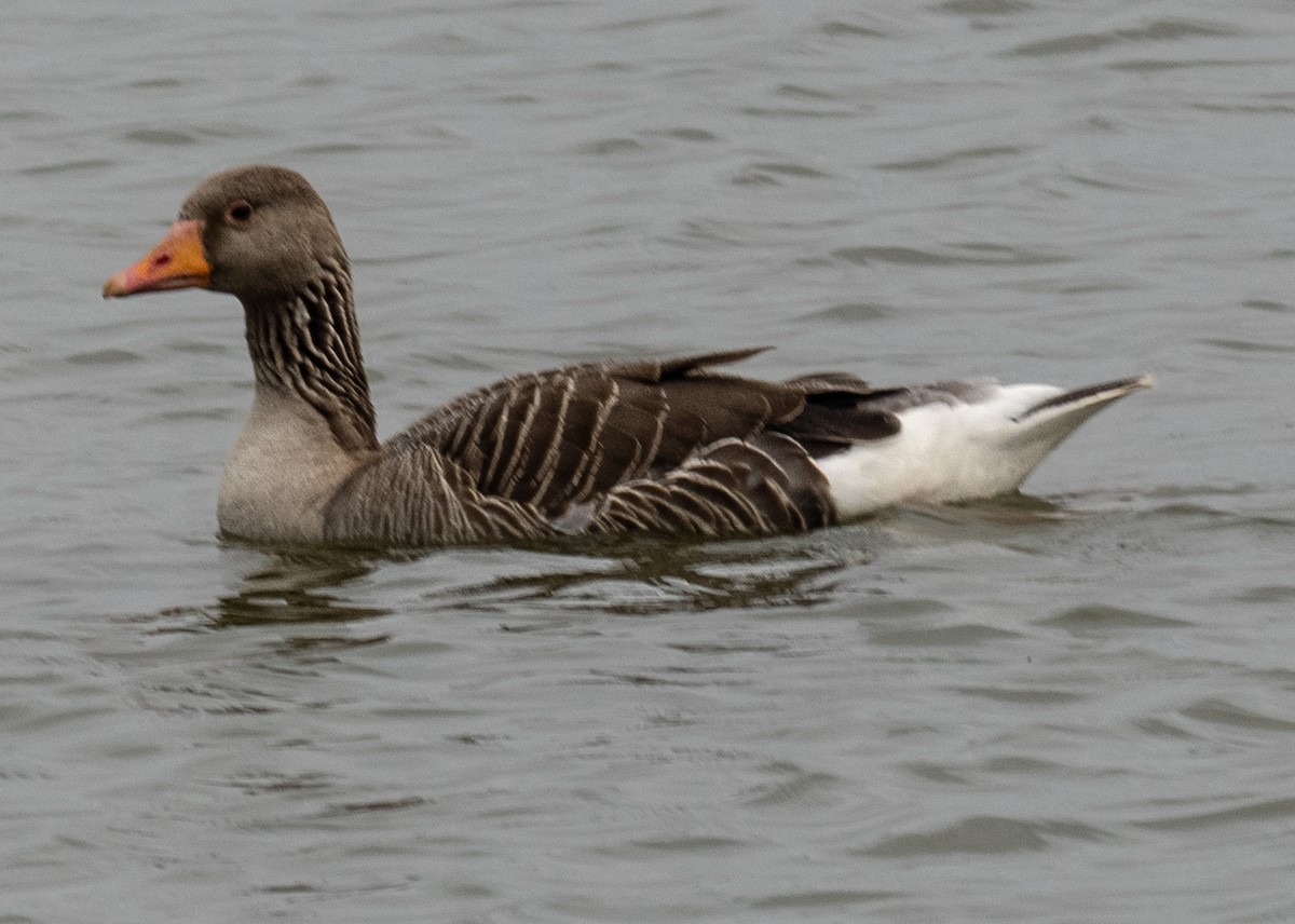 Graylag Goose - ML638600234