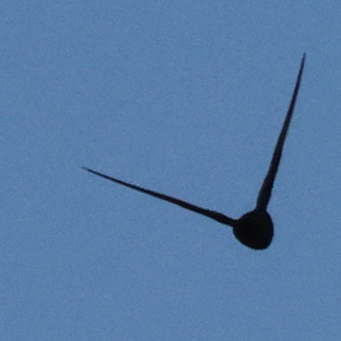 Американский стриж - ML638600235