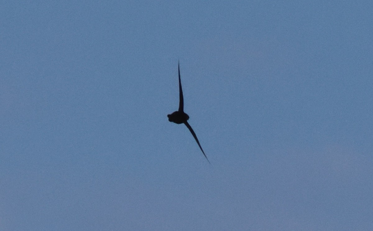 Американский стриж - ML638600236