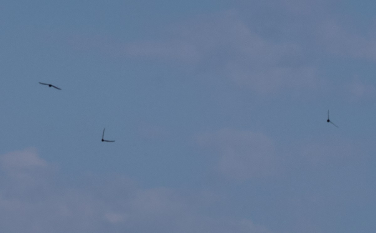 Американский стриж - ML638600238