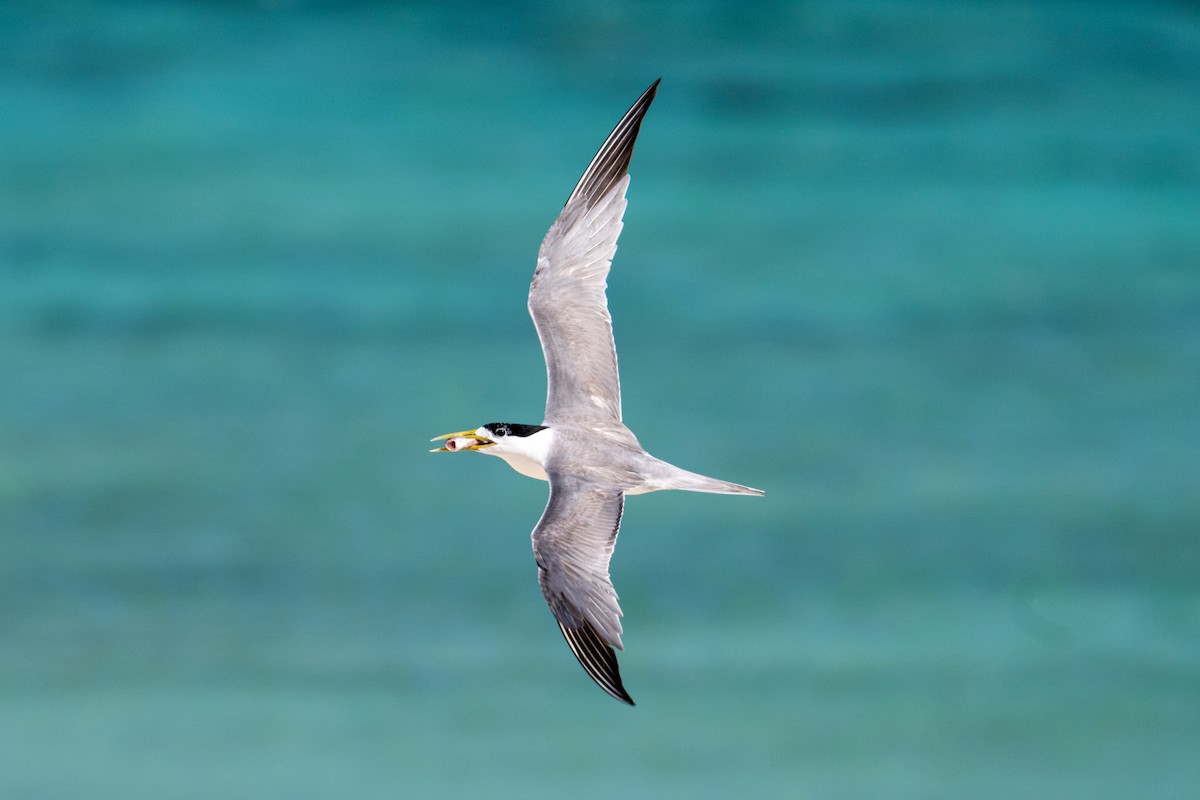 Great Crested Tern - ML638600241
