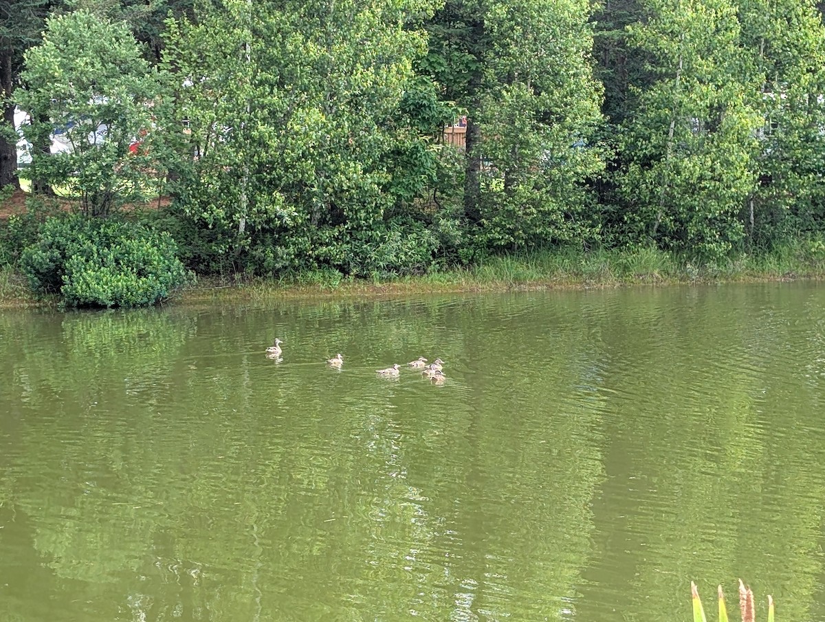 kachna divoká - ML638600243