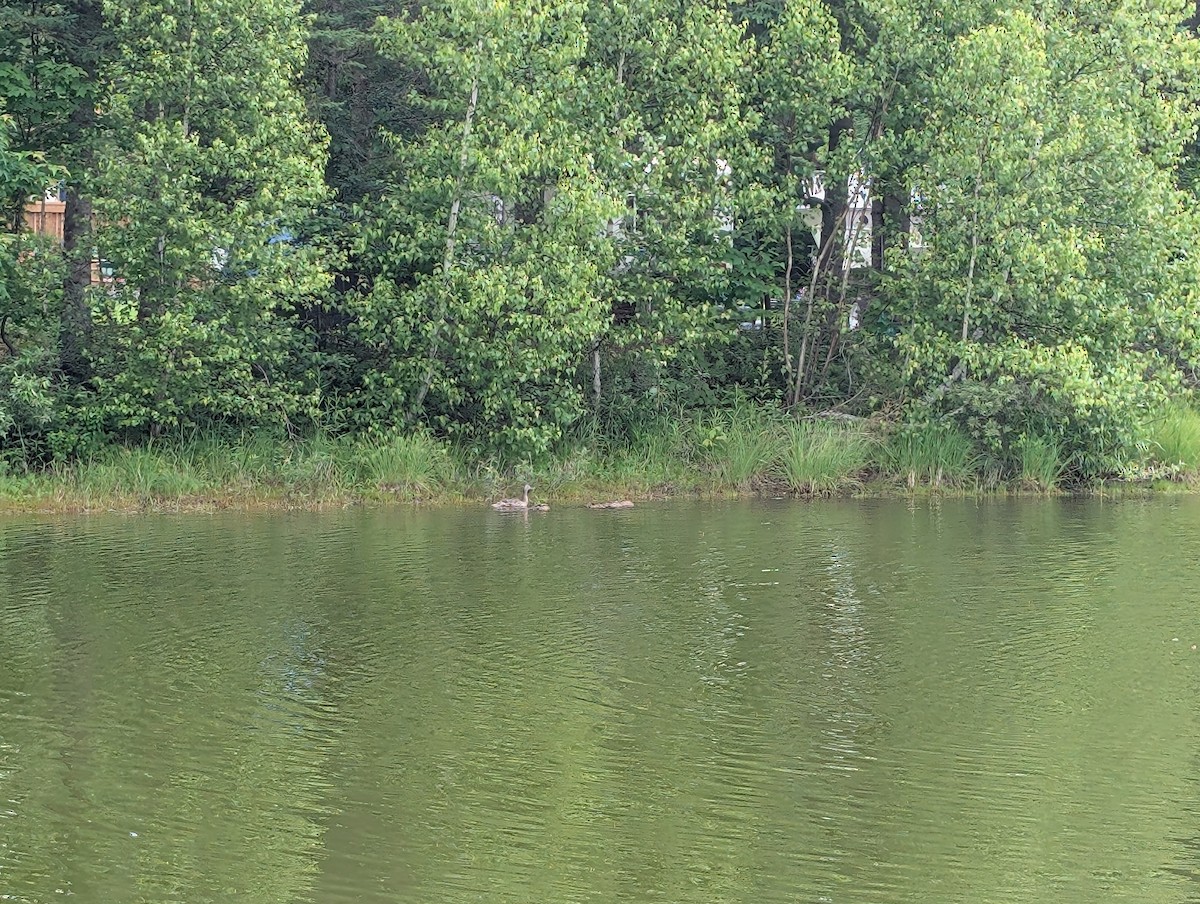 kachna divoká - ML638600244