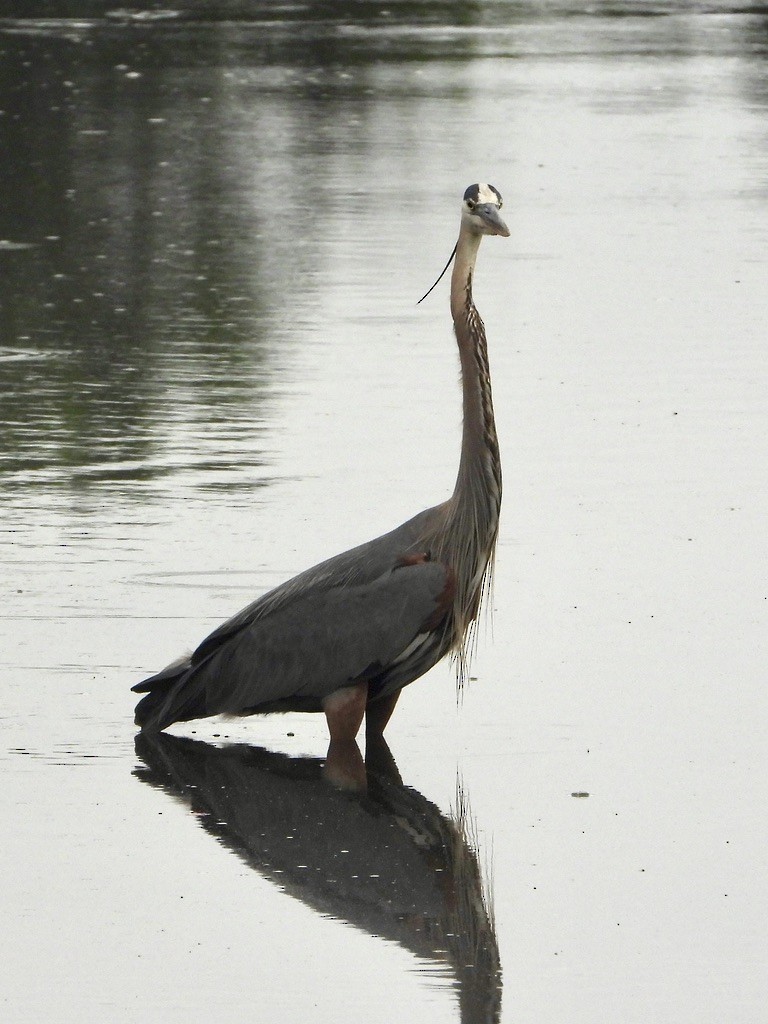 Great Blue Heron - ML638600245