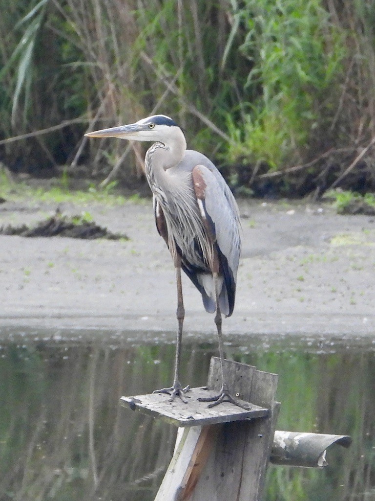 Great Blue Heron - ML638600246