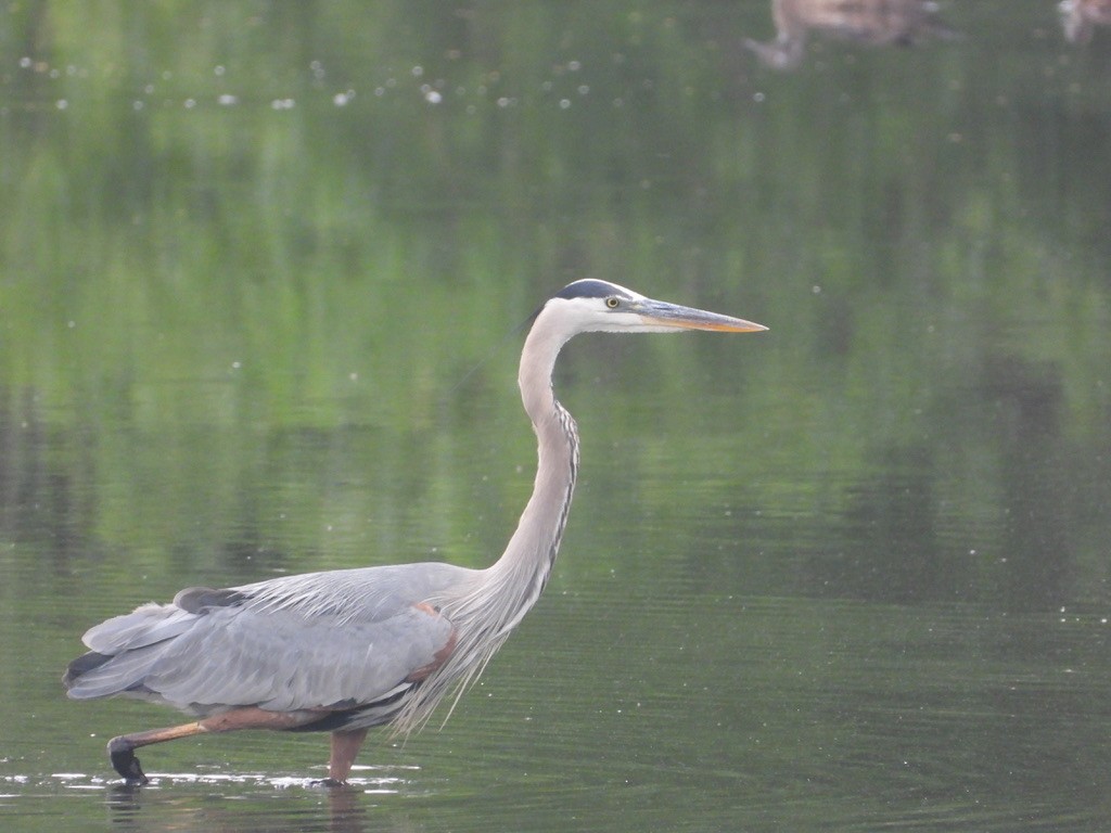 Great Blue Heron - ML638600247