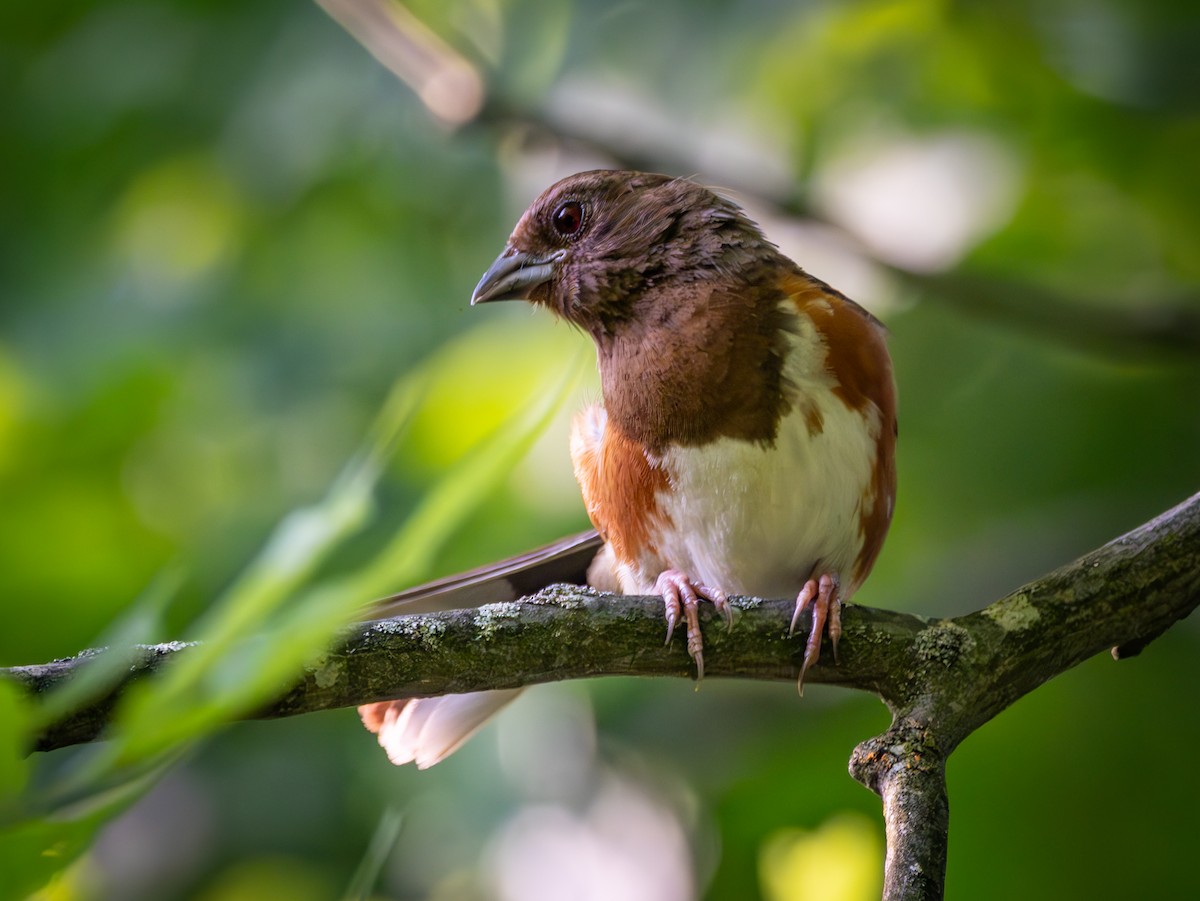 Eastern Towhee - ML638600251