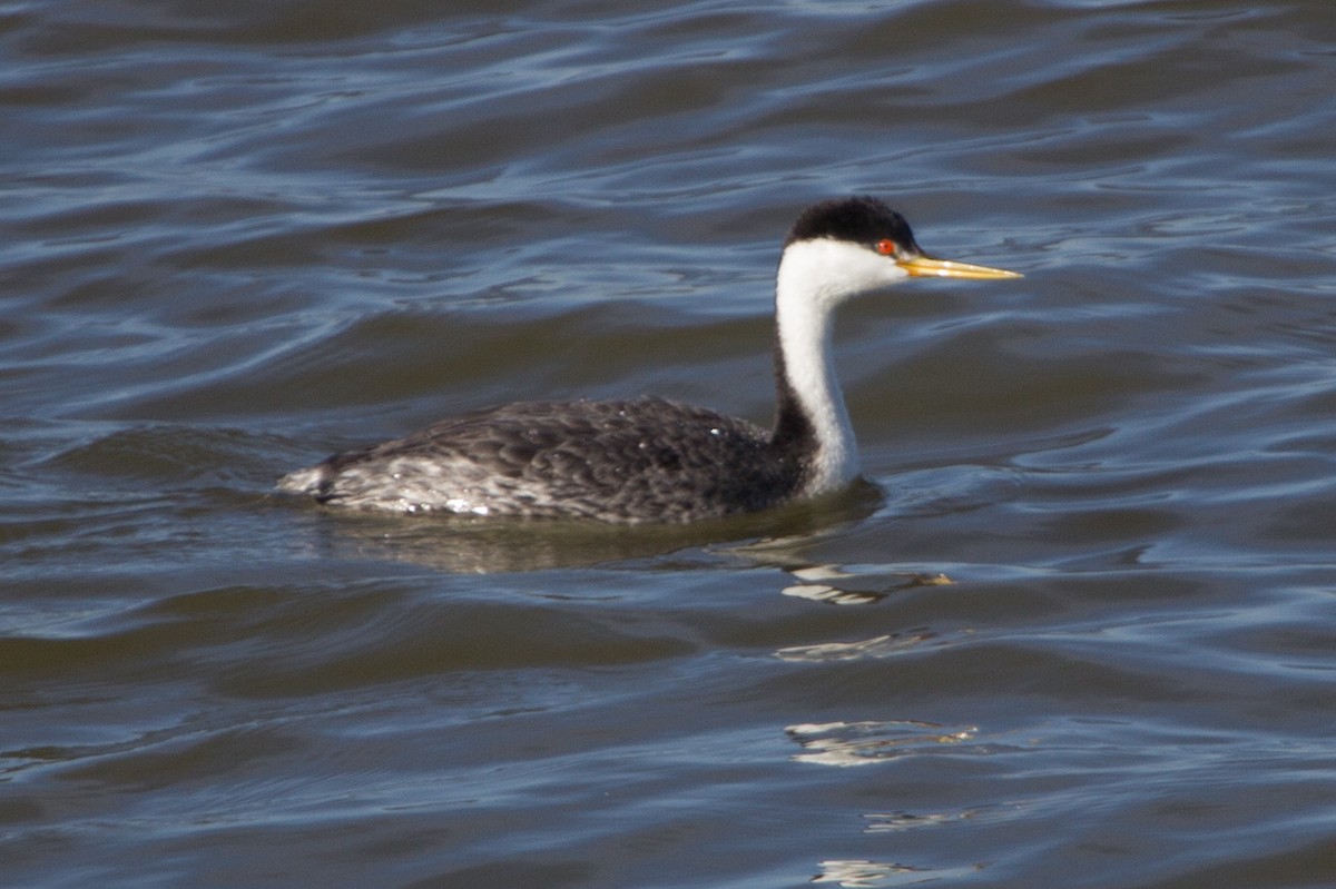 Western Grebe - ML638600255