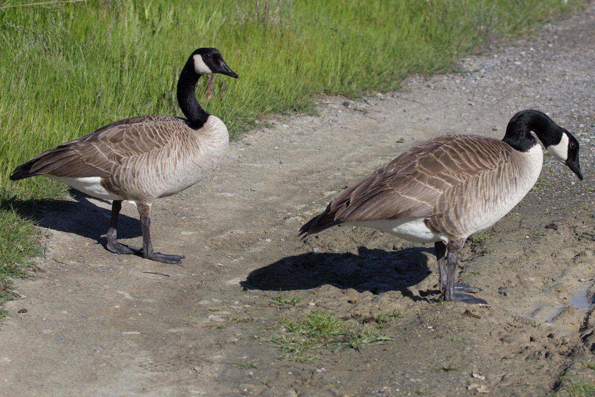 Canada Goose - ML638600259