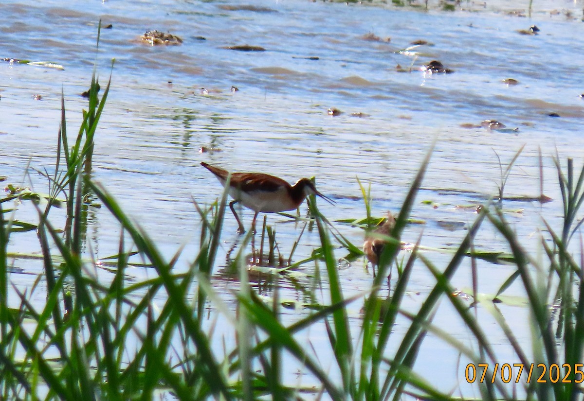 Wilson's Phalarope - ML638600260