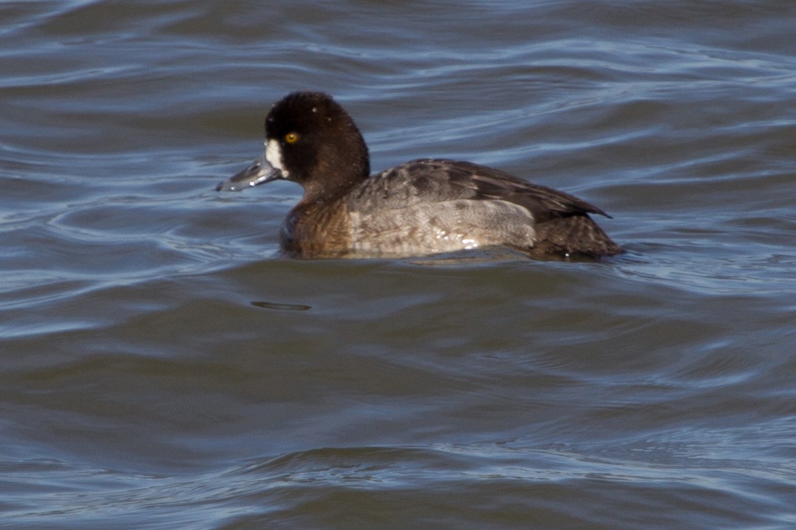 Lesser Scaup - ML638600265