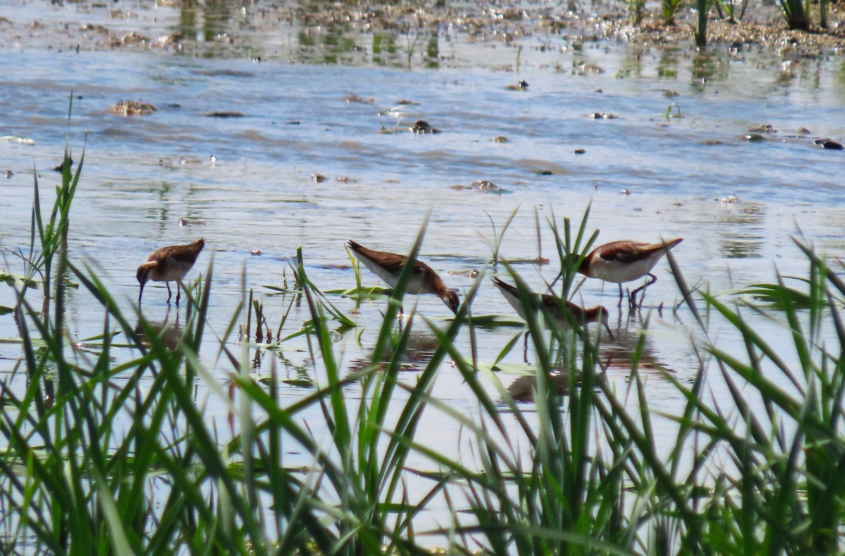 Wilson's Phalarope - ML638600267
