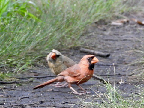 Northern Cardinal - ML638600268