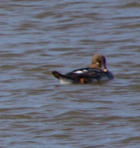 Common Goldeneye - ML638600273
