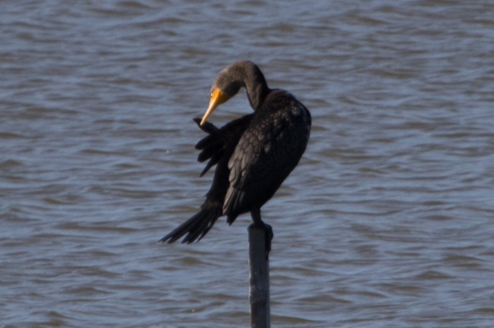 Double-crested Cormorant - ML638600283