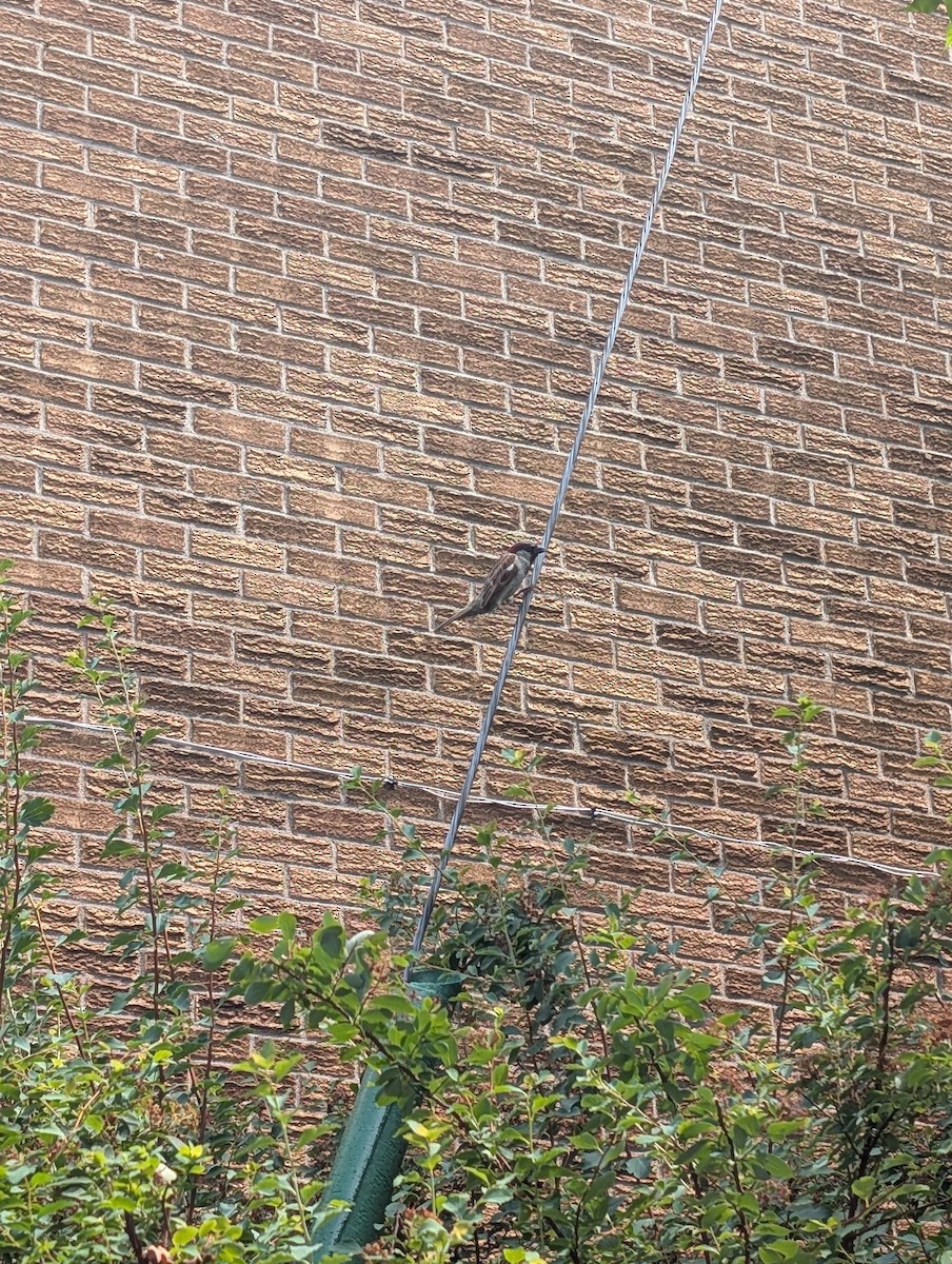 vrabec domácí - ML638600288