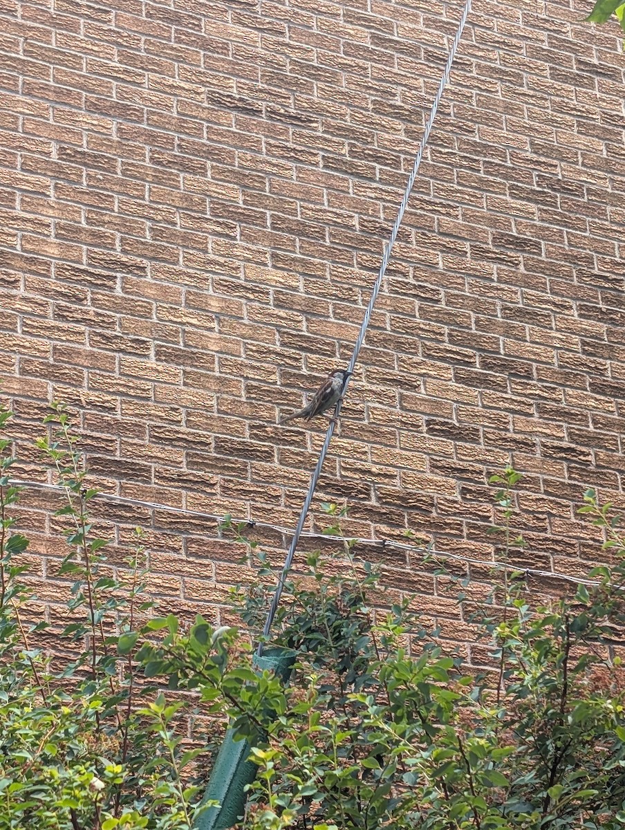 vrabec domácí - ML638600289