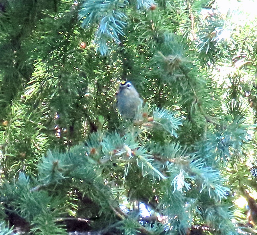 Golden-crowned Kinglet - ML638600298