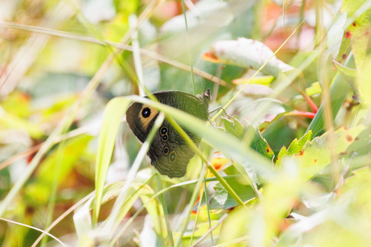 Common Wood-Nymph - ML638600302