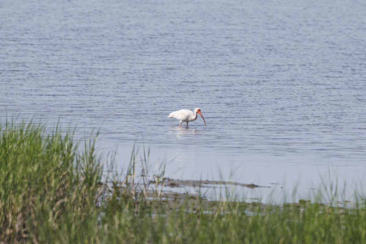 White Ibis - ML638600321