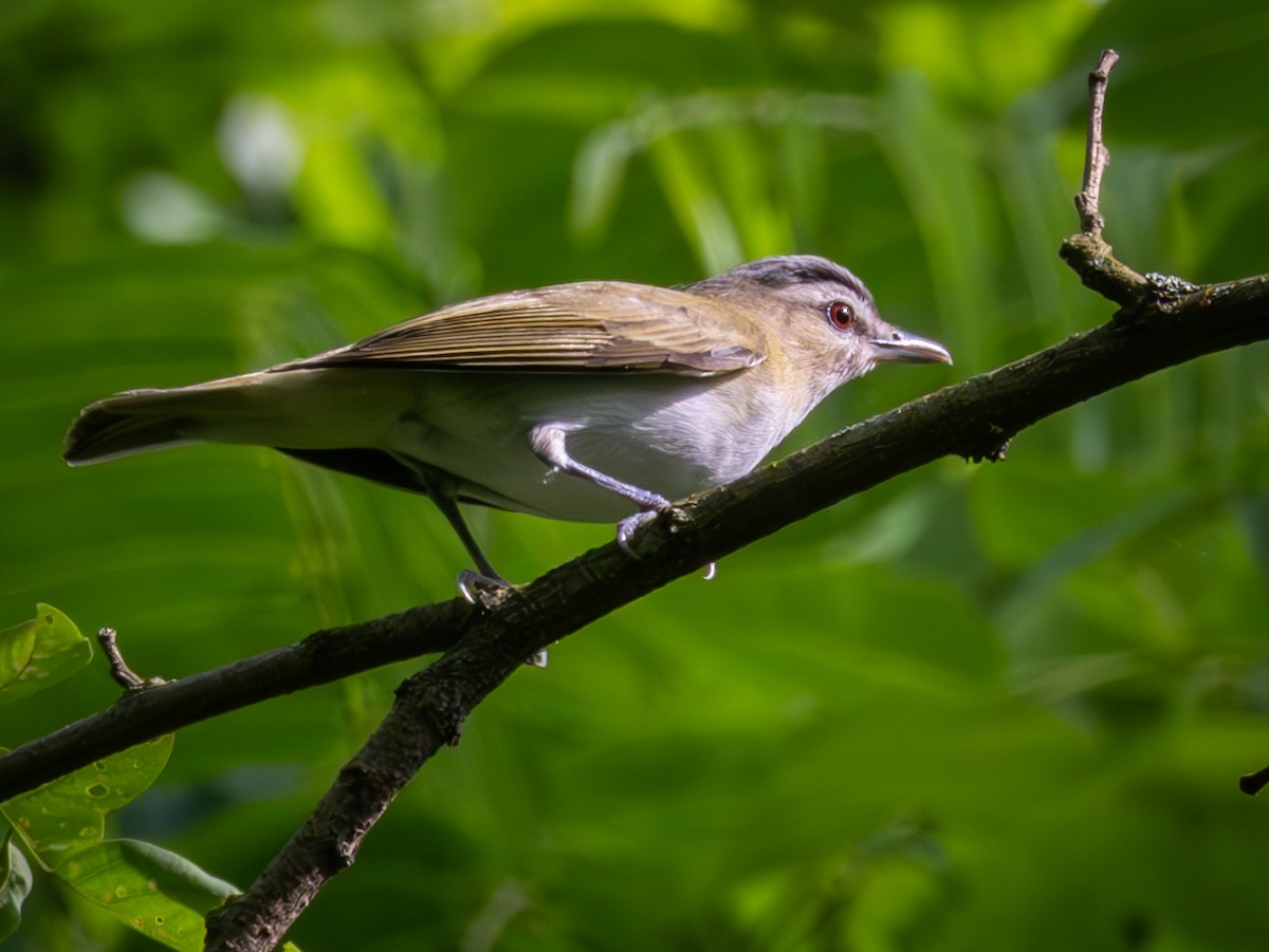 Red-eyed Vireo - ML638600322