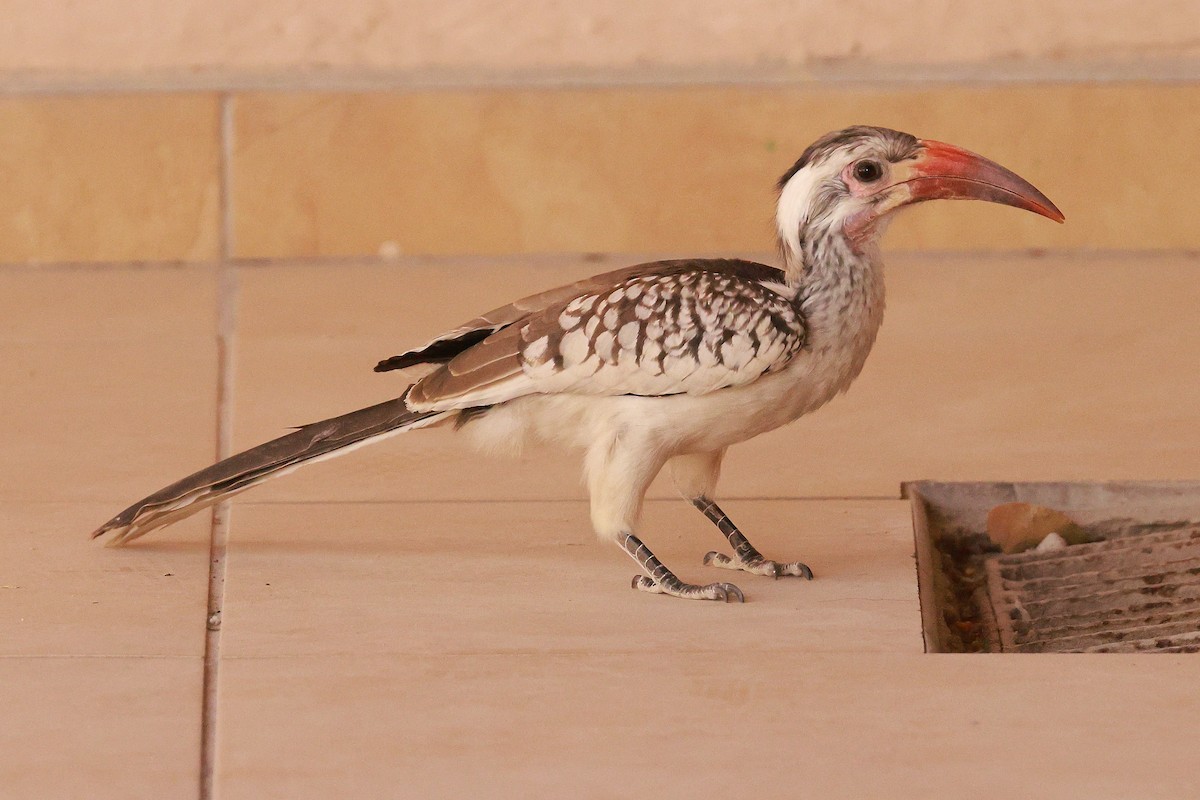 Damara Red-billed Hornbill - ML638600323