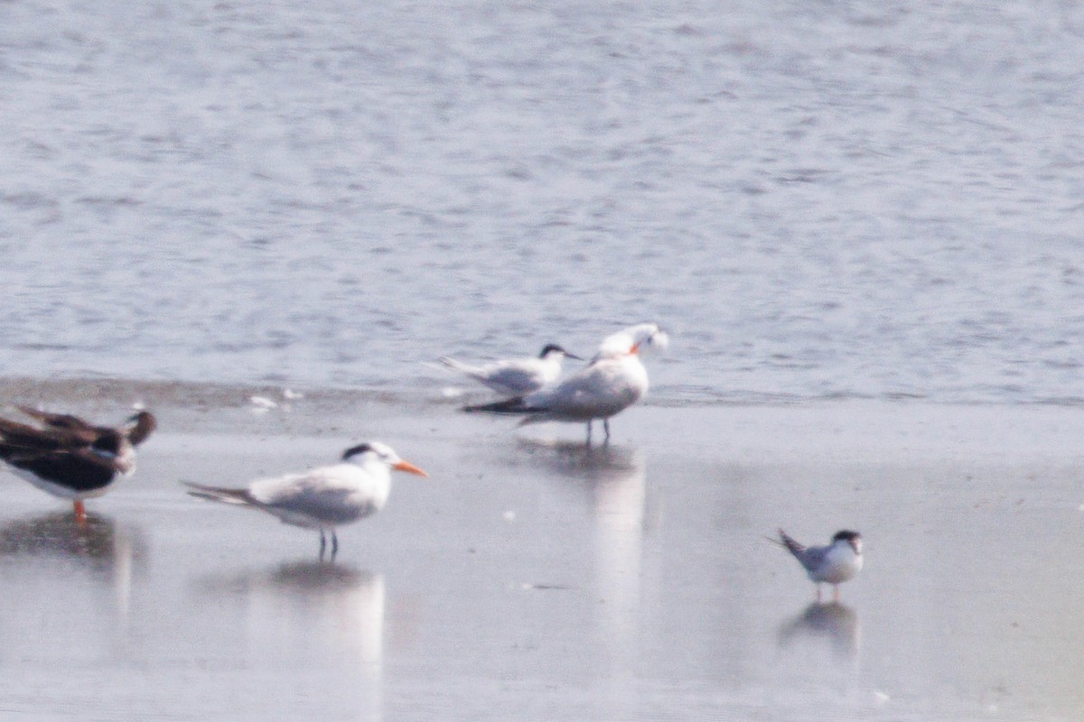 Roseate Tern - ML638600336