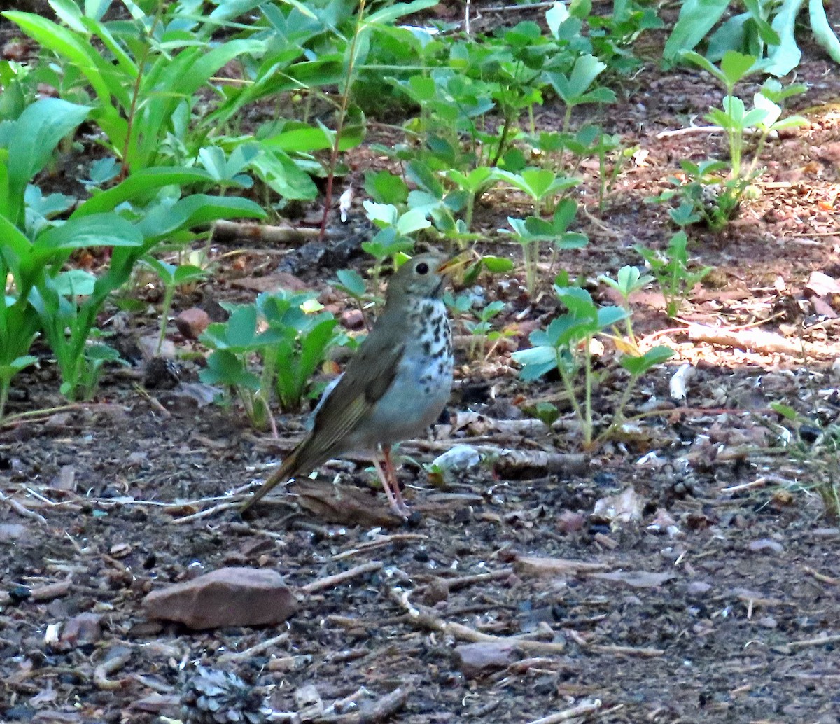 Hermit Thrush - ML638600341