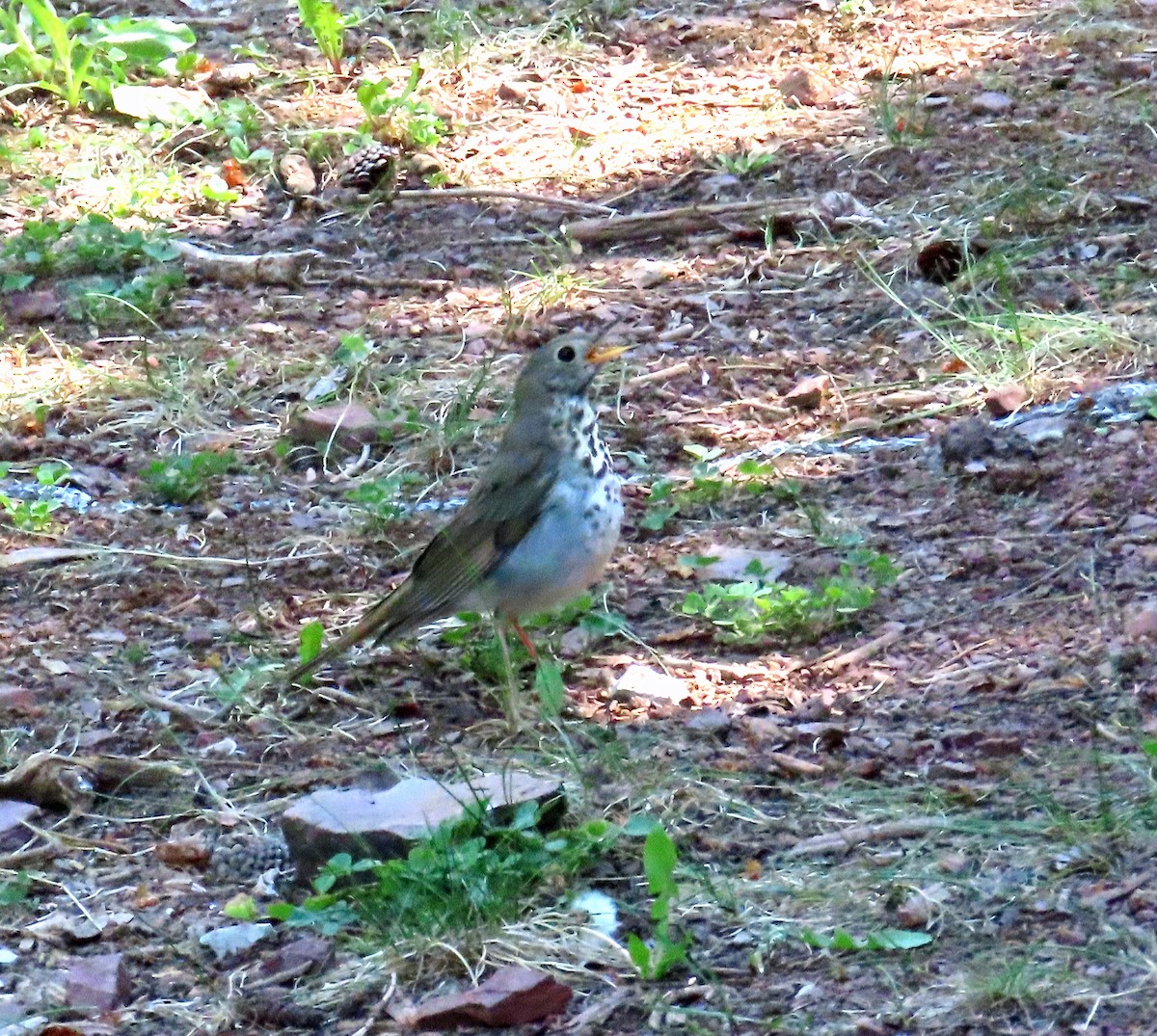 Hermit Thrush - ML638600342