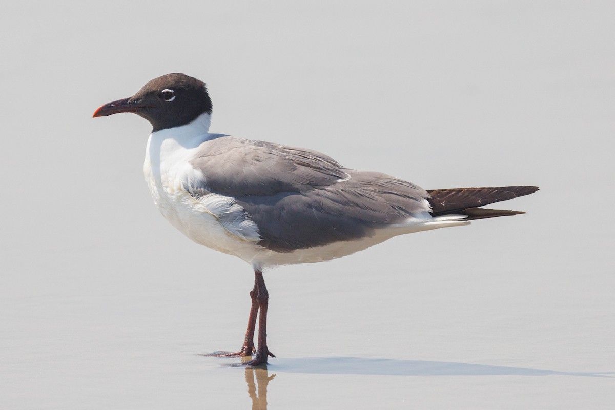 Laughing Gull - ML638600347