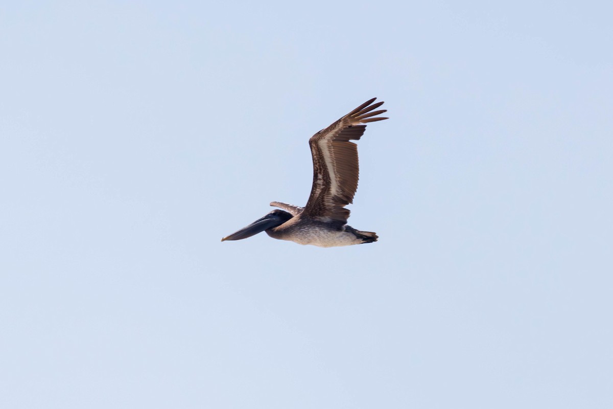 Brown Pelican (Atlantic) - ML638600352