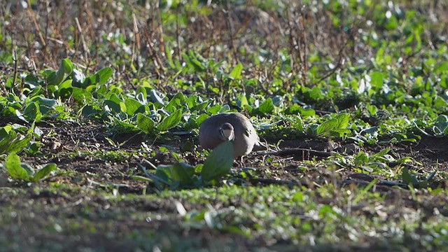 Common Bronzewing - ML638600354